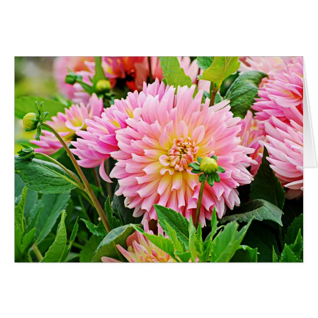 Cartão Jardin des Plantes-4 (Frente Horizontal)