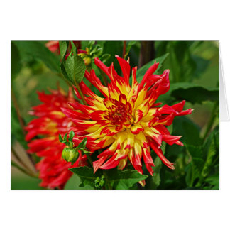 Cartão Jardin des Plantes-5