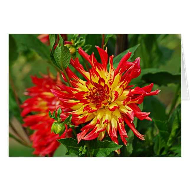 Cartão Jardin des Plantes-5 (Frente Horizontal)