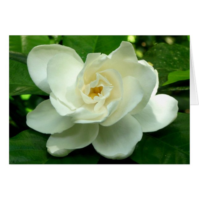 Cartão Jardinia Selva (Frente Horizontal)