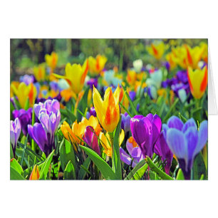 CARTÃO JARDINS DE KEUKENHOF, HOLLAND