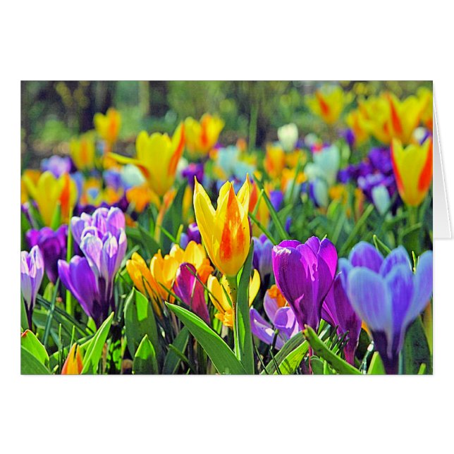 CARTÃO JARDINS DE KEUKENHOF, HOLLAND (Frente Horizontal)