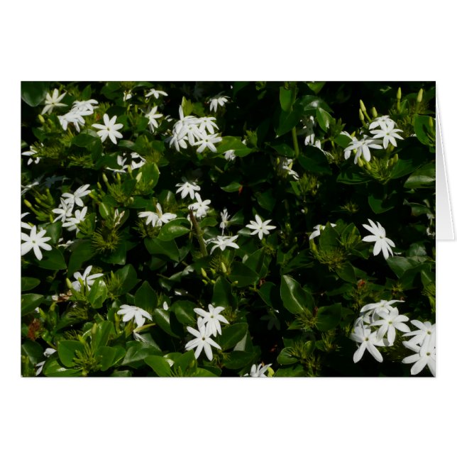 Cartão Jasmine Flowers Tropical Floral Botânica (Frente Horizontal)