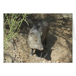 Cartão Javelina