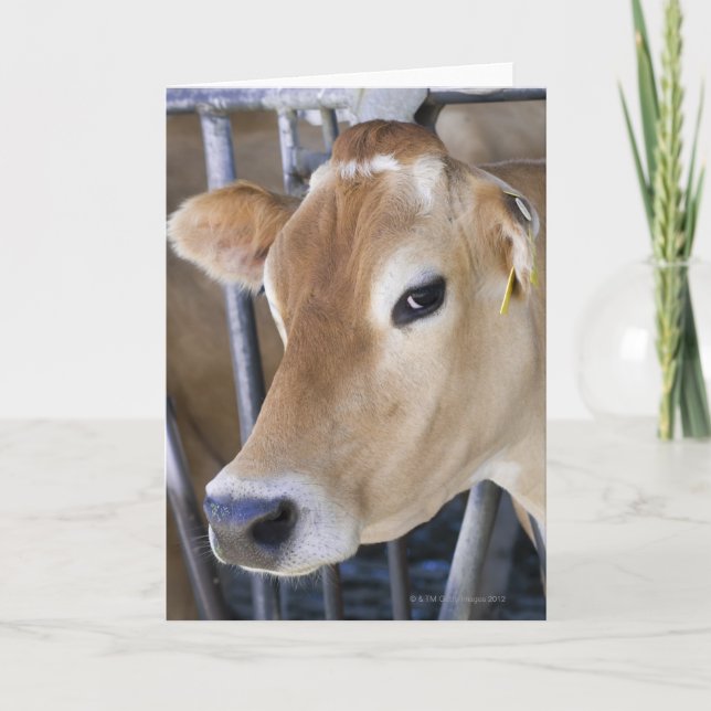 Cartão Jersey dairy cow with head in head lock. (Frente)