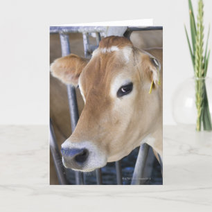 Cartão Jersey dairy cow with head in head lock.