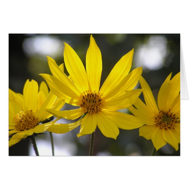 Cartão Jerusalem Artichoke (Frente horizontal)