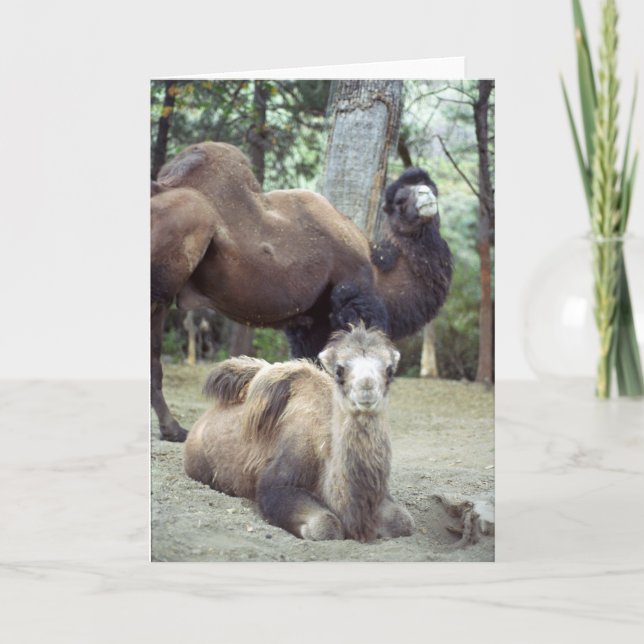 Cartão Jingle Baba e Purnimama (Frente)