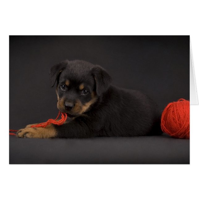 Cartão Jogando Puppy 5 (Frente Horizontal)