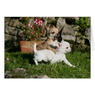 Cartão Jogo do filhote de cachorro da chihuahua