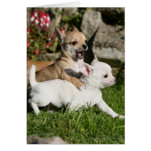 Cartão Jogo do filhote de cachorro da chihuahua