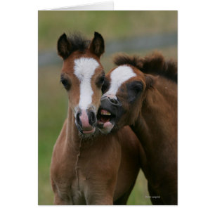 Cartão Jogo dos potros