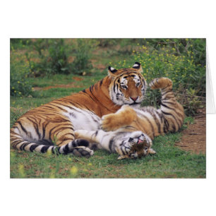 Cartão Jogo dos tigres de Bengal