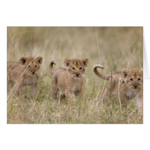 Cartão 'Jogo Reserve de África, Kenya, Mara do Masai