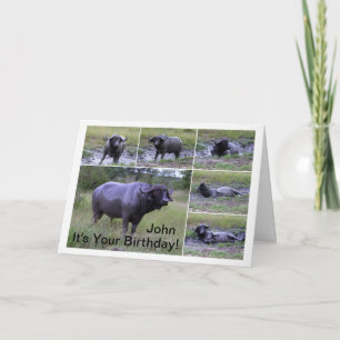 Cartão John Happy Birthday Cape Buffalo Mud Bath