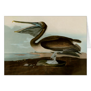 Cartão John James Audubon Brown Pelican Trabalho de arte