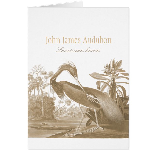 Cartão John James Audubon Lousiana heron CC0750 Bird (Frente)