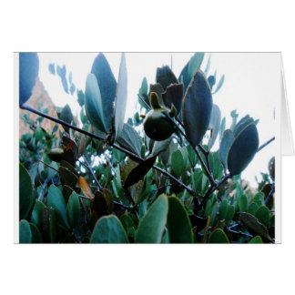 Cartão Jojoba