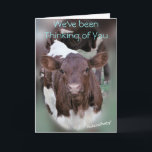 Cartão JolCrd-GetWell or Sympathy-customize<br><div class="desc">This little heifer looks concerned and loving which makes this card perfect for any occasion; especially as a Sympathy or Get Well card. Type Pinzgauer in my searchbox midway down my right sidebar to see more cards and gift items with Pinzgauer cattle on them--or type in get well or sypmathy...</div>