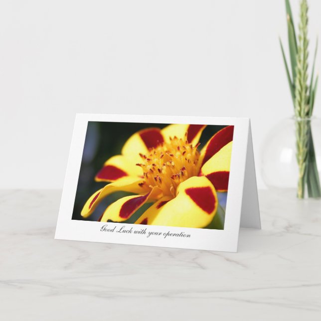 Cartão Jolly Jester Marigold - Luck with your operation (Frente)