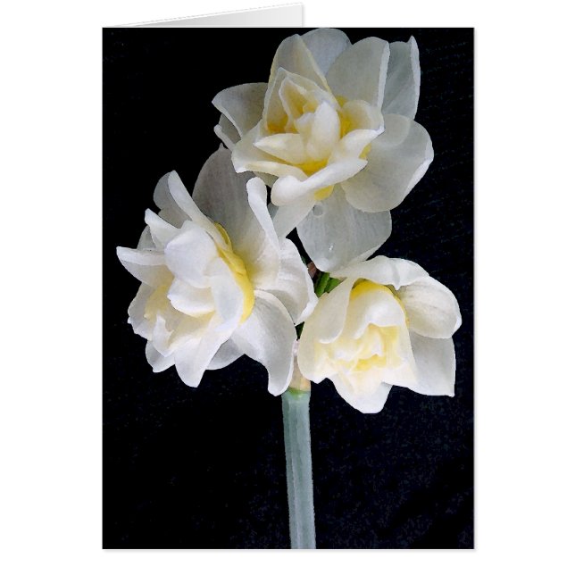 Cartão Jonquil Flower - Eclesiastes 3:1 (Frente)