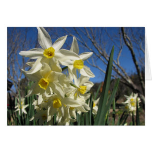 Cartão Jonquils
