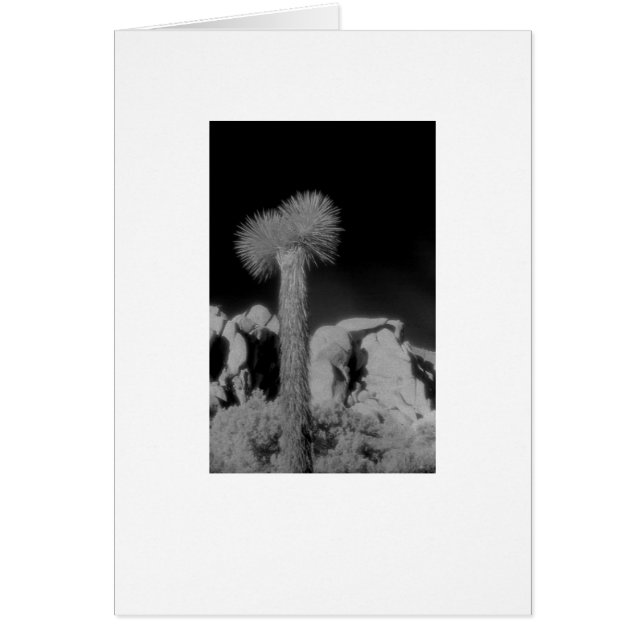 Cartão Joshua Tree (Frente)