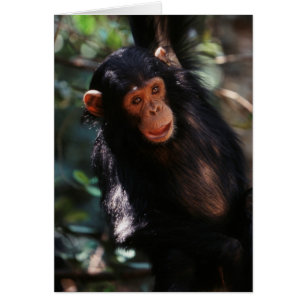 Cartão Jovem Chimpanzé