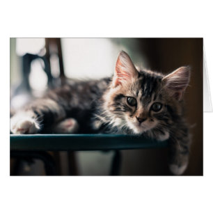 Cartão Jovem Masculino Tabby Cat 2