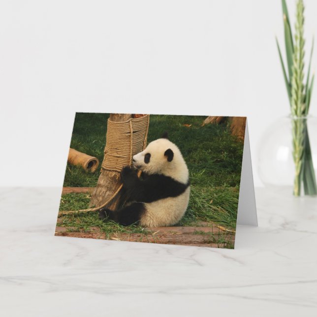 Cartão Jovem panda gigante. Chengdu, China. (Frente)