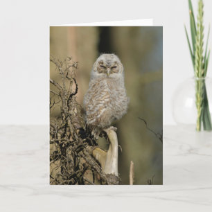 Cartão Jovem tawny owl