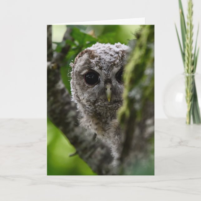 Cartão Jovem tawny owl (Frente)