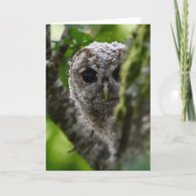 Jovem tawny owl