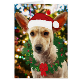 Cartão Joy para o Puppy