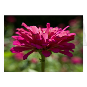 Cartão Joyful Zinnia