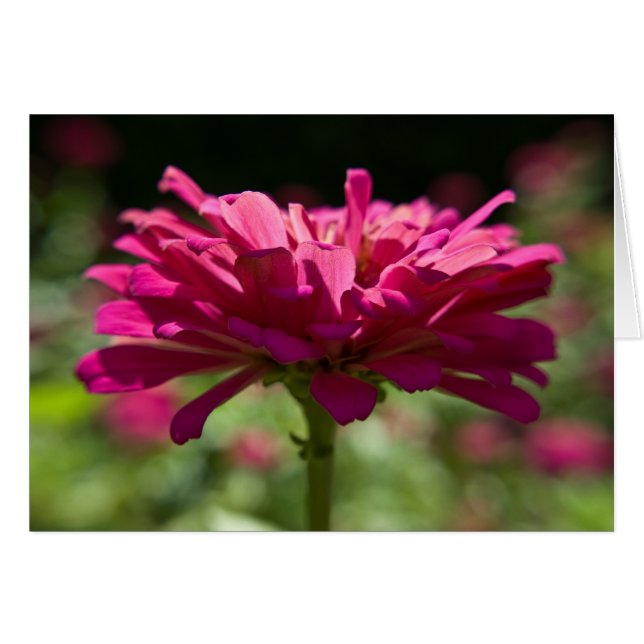 Cartão Joyful Zinnia (Frente Horizontal)