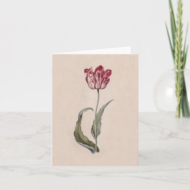 Cartão Judith Leyster Tulip Note Card (Frente)