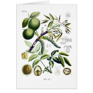 Cartão Juglans regia (noz)