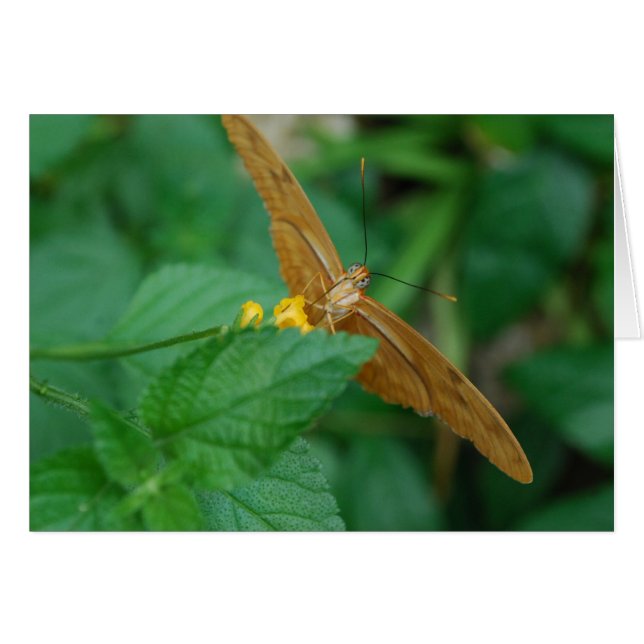 Cartão Julia Butterfly (Frente Horizontal)
