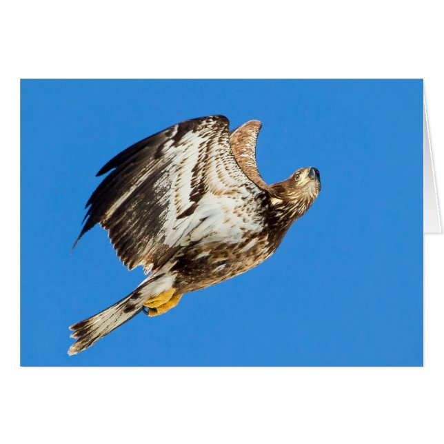 Cartão Juvenil Bald Eagle Para Cima E Para Cima (Frente Horizontal)