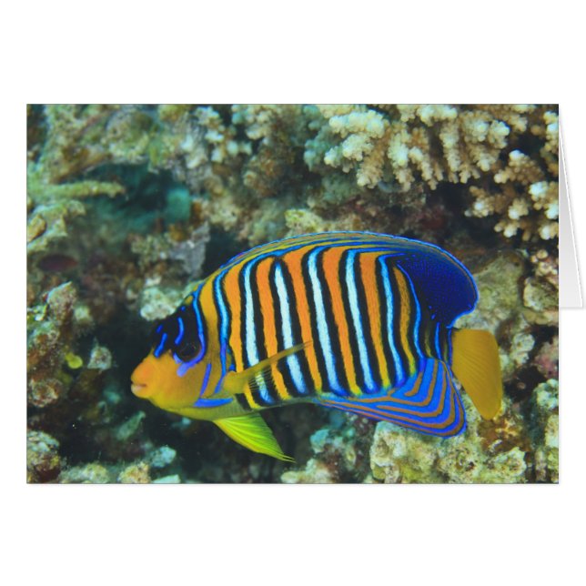 Cartão Juvenile Regal Angelfish Pygoplites (Frente Horizontal)