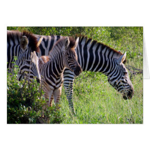 Cartão juventude da zebra