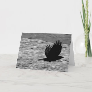 Cartão Kachemak Bay Raven