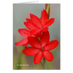 Cartão Kaffir Lily / River Lily / Hesperantha Coccinea