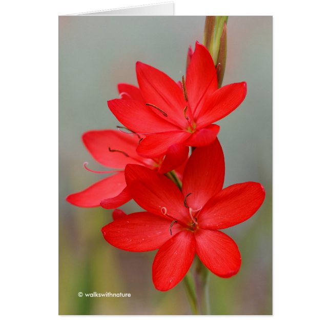 Cartão Kaffir Lily / River Lily / Hesperantha Coccinea (Frente)