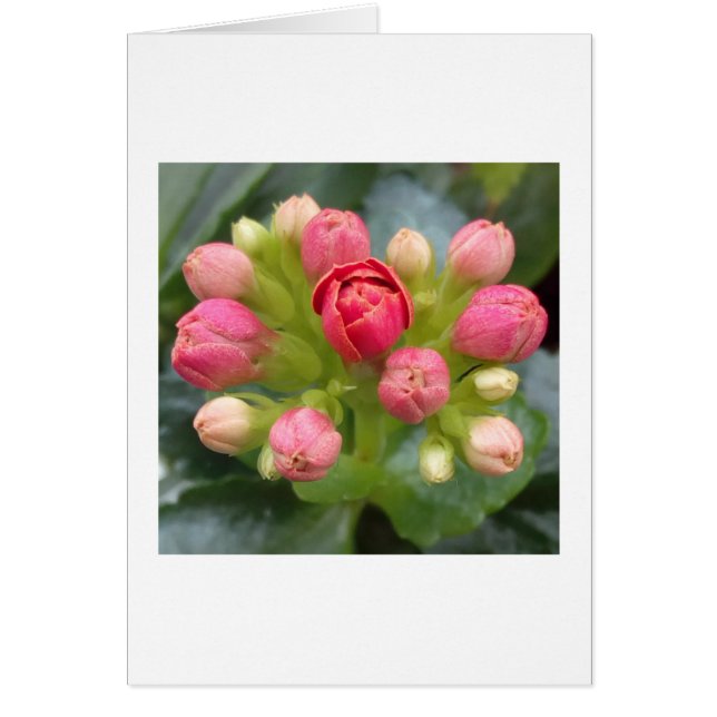 Cartão Kalanchoe Buds (Frente)