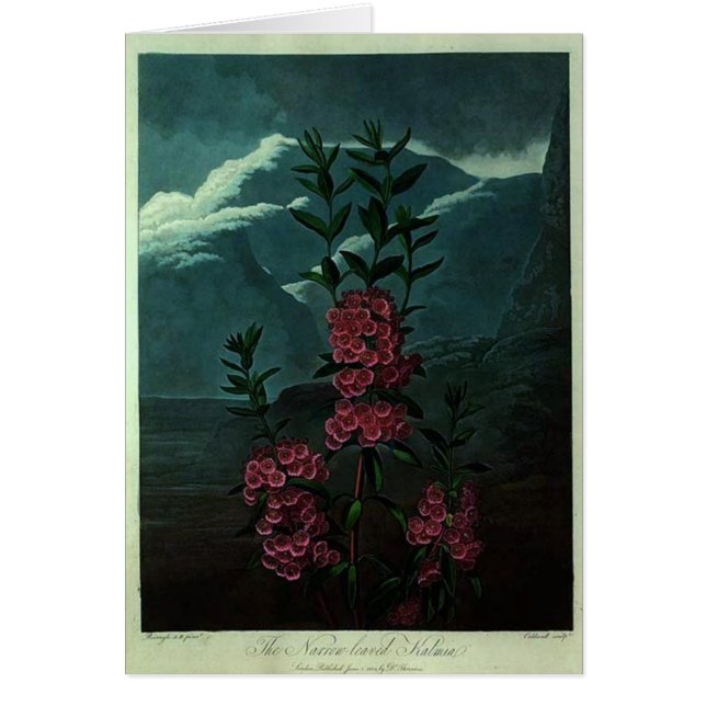 Cartão Kalmia cor-de-rosa (Frente)