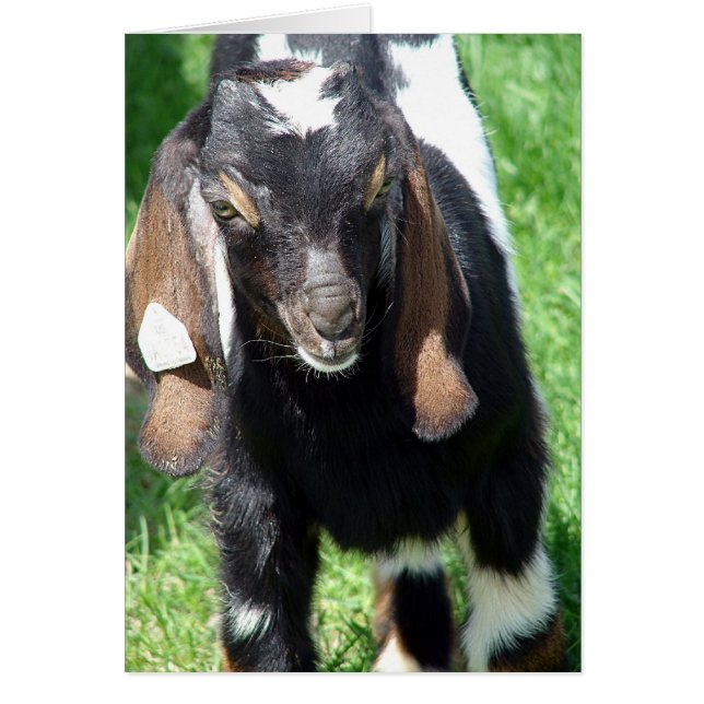 Cartão Kalvin (Frente)