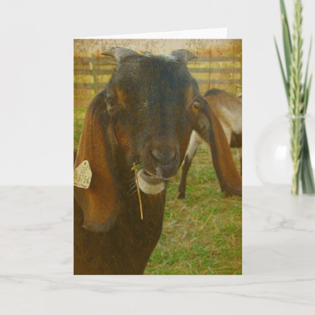 Cartão Kalvin Diz Olá (Frente)