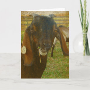 Cartão Kalvin Diz Olá